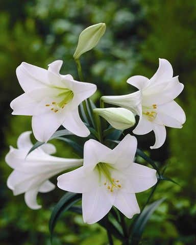 Christmas Liliums Potted Lilies Potted Bulbs ::. Fiesta Bulb Marketing