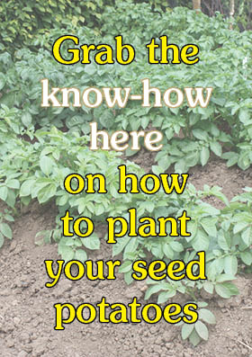 How to plant your seed potatoes