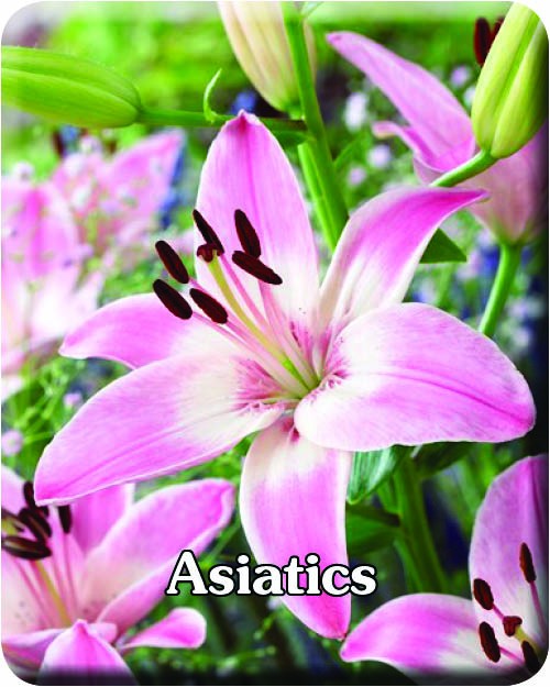 Asiatic Lilys