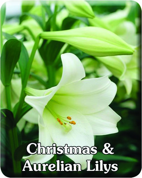 Christmas & Aurelian Lilys  