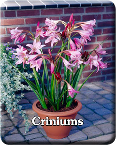 Crinium Flower Bulbs