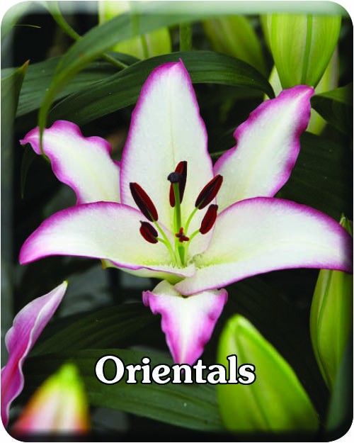 Oriental Lilys