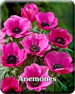 Anemone Flower Bulbs