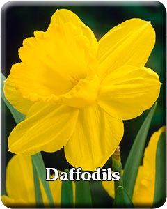 Daffodil Flower Bulbs