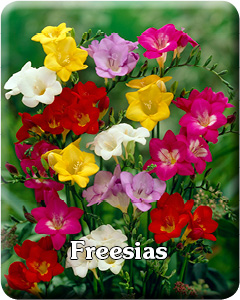 Freesia Flower Bulbs