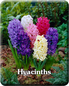 Hyacinth Flower Bulbs