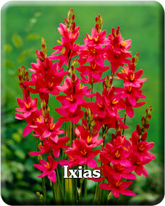 Ixia Flower Bulbs