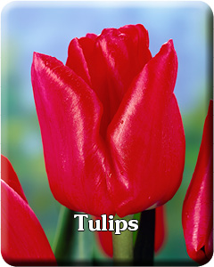 Tulip Flower Bulbs