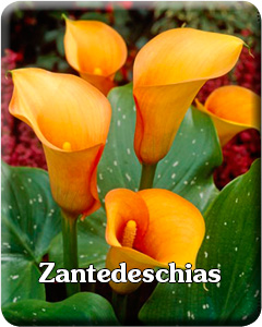 Zantedeschia Flower Bulbs