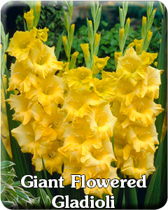 Giant Gladioli Flower Bulbs