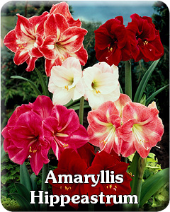 Amaryllis Hippeastrum