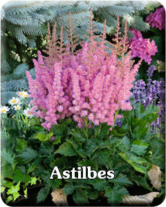 Potted Astilbes