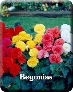  Begonia Flower Bulbs