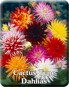 Cactus Dahlia Flower Bulbs