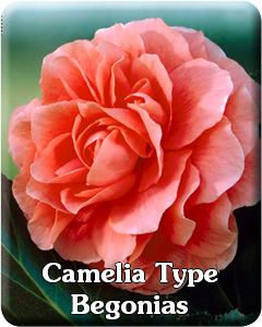 Camelia Type Begonias