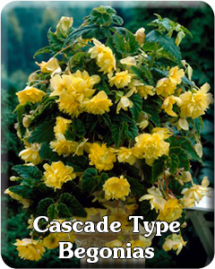 Cascade Type Begonias