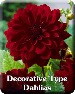 Decorative Dahlia Flower Bulbs