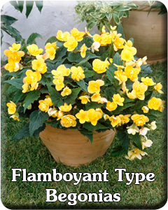 Flamboyant Type Begonias