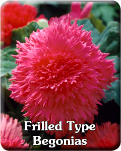 Frilled Type Begonias