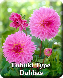 Fubuki Dahlia Flower Bulbs