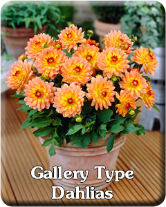 Gallery Dahlia Flower Bulbs