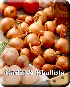 Garlic & Shallots