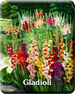 Gladioli Flower Bulbs