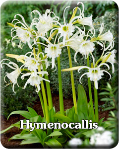 Hymenocallis Flower Bulbs