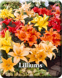 Lillium Flower Bulbs