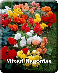 Mixed Begonia Flower Bulbs