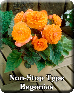 Non-Stop Type Begonias