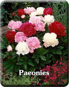 Paeonie Flower Bulbs