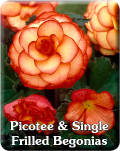 Picotee & Single Frilled Type Begonias