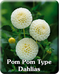 Pom Pom Dahlia Flower Bulbs