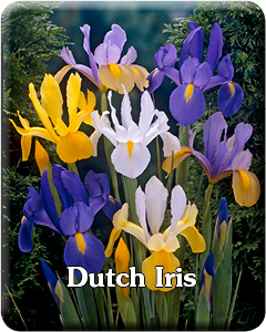 Dutch Iris Flower Bulbs