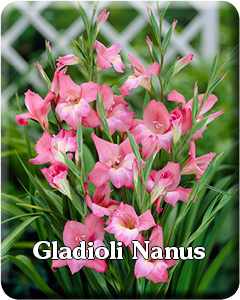 Gladioli Nanus Flower Bulbs