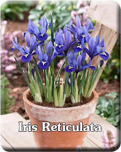 Iris Reticulata Flower Bulbs