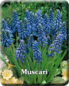 Muscari Flower Bulbs