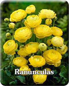 Ranunculas Flower Bulbs