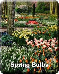 Spring Flowering Bulbs