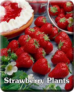 Strawberry Plants