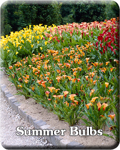 Summer Bulbs