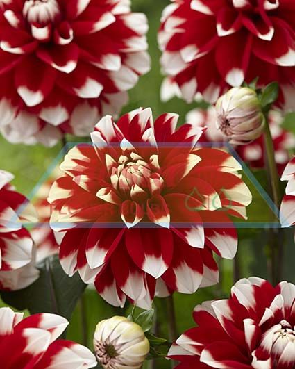 Dahlias