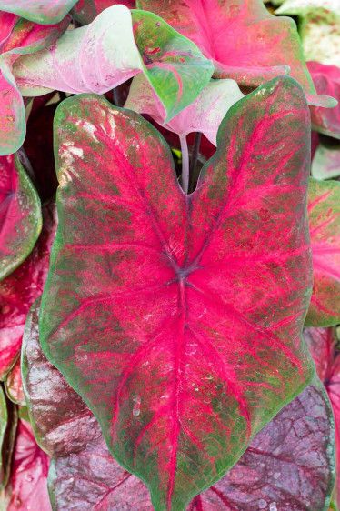 Caladiums