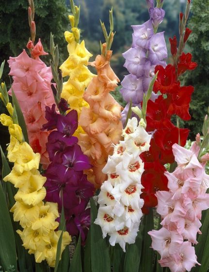 Gladioli
