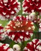 Dahlias Summer Bulbs