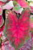 Caladiums Summer Bulbs