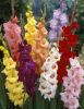 Gladioli Summer Bulbs