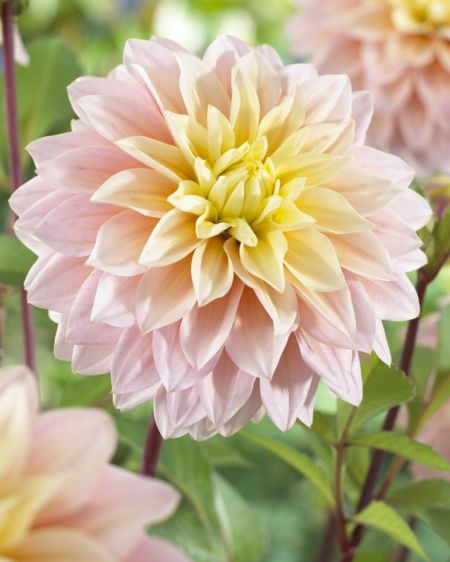 Decorative Dahlias ::. Fiesta Bulb Marketing