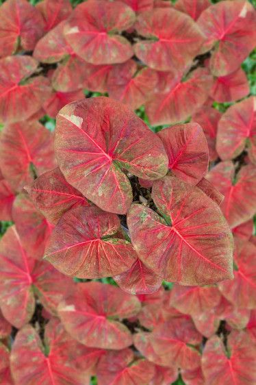 Autumn Beauty